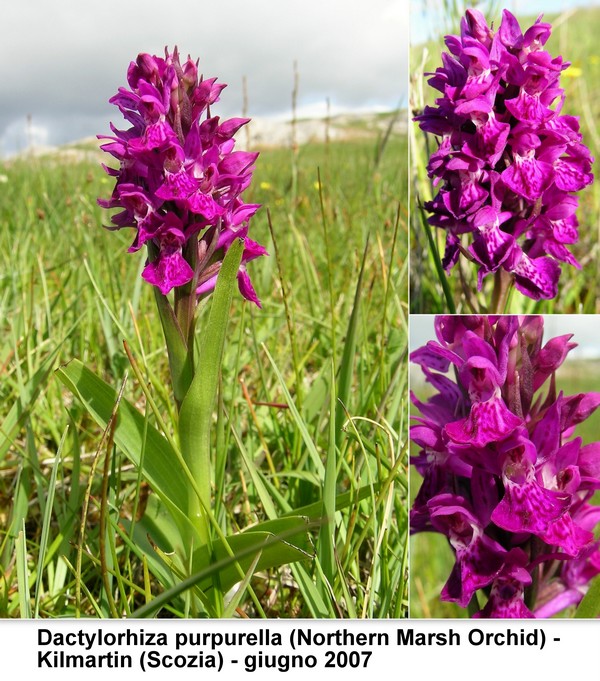 DACTYLORHIZA: immagini di una splendida orchidacea.